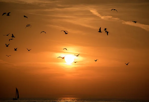 Silueta Gaviotas Cielo Del Atardecer Sobre Lago Michigan Agua Con — Foto de Stock