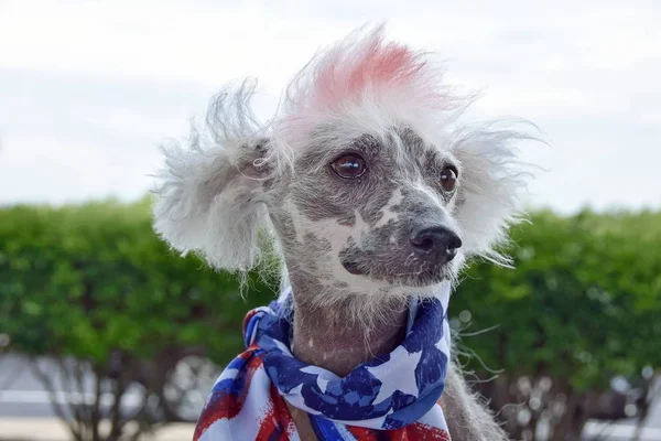 Retrato Chinês Crested Cão Sem Pêlos Vestindo Lenço Bandeira Patriótica — Fotografia de Stock