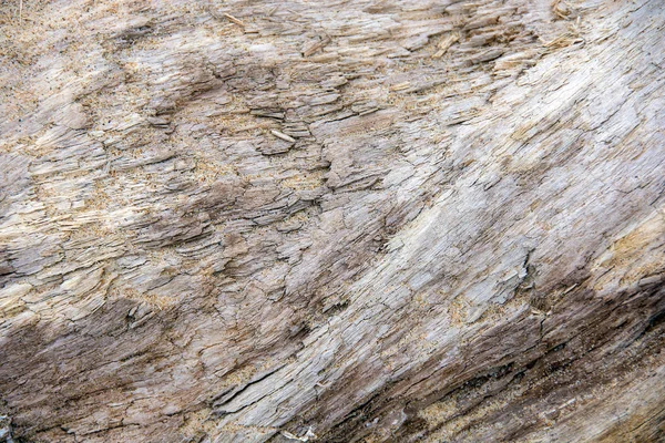 Primo Piano Granuli Sabbia Sul Tronco Legno Driftwood Alterato — Foto Stock