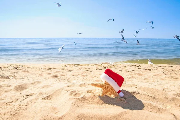 Starfish Wearing Red White Furry Santa Hat Beach Seagulls Blue — Stock Photo, Image