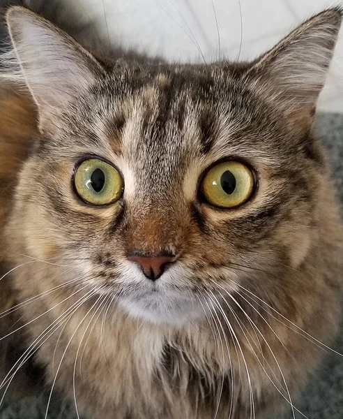 Primer Plano Retrato Mascota Tabby Gato Cara Con Grandes Ojos — Foto de Stock