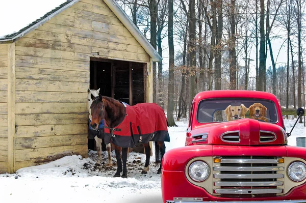 金毛猎狗狗在红色复古皮卡车和马由农村谷仓在冬天 — 图库照片