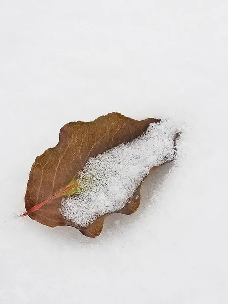 Close Van Gedroogde Bruine Bladeren Bedekt Met Sneeuw — Stockfoto