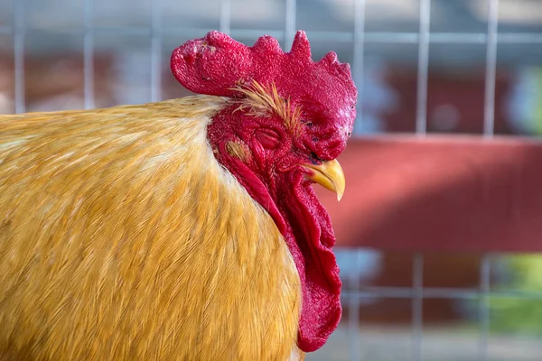 Close Napping Rooster Poultry Cage — Stock Photo, Image