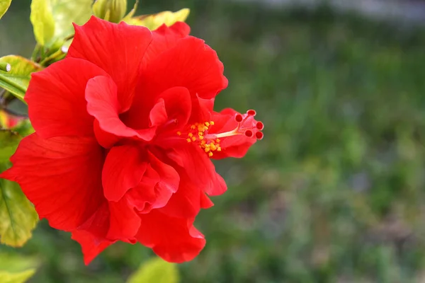 観賞用の赤いハイビスカスの花のクローズ アップ — ストック写真