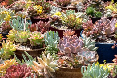 çeşitli sera saksı kaktüs bitkileri