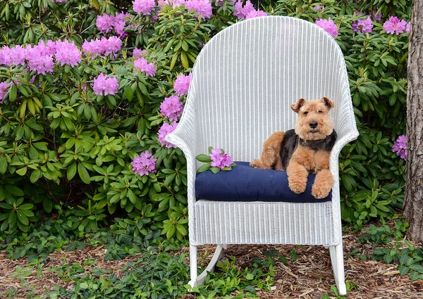 在杜鹃花园的白色柳条椅子上 威尔士猎狗在蓝色枕头上放松 — 图库照片
