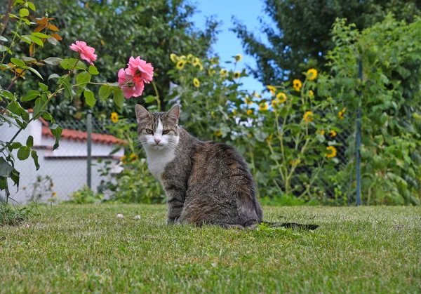 Gray White Tabby Cat Green Grass Backyard Pink Roses — Stock Photo, Image