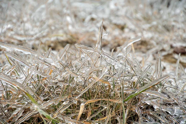 Nahaufnahme Von Gras Das Mit Dicker Eisschicht Bedeckt Ist — Stockfoto