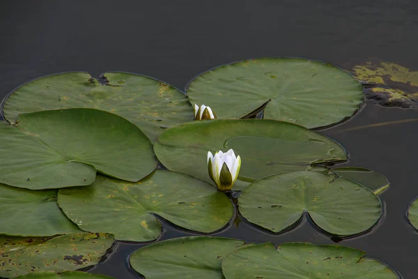 white water lily bud and lily pads in pond water