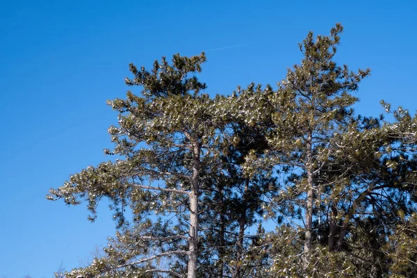 Neige Fraîche Sur Les Branches Pins Avec Ciel Bleu Vif — Photo