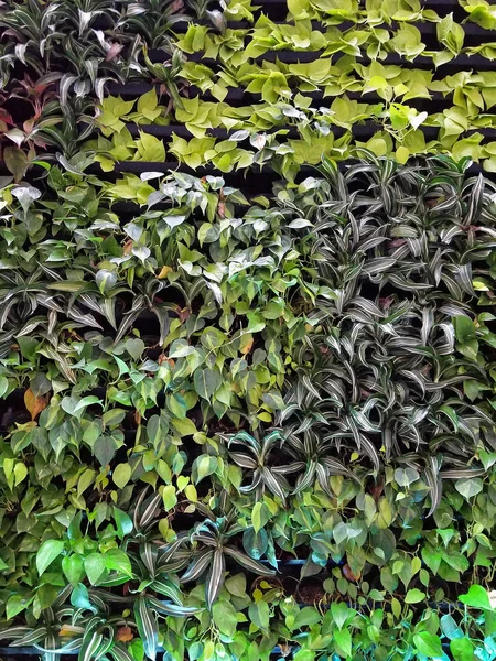 Verscheidenheid Van Groene Planten Groeien Muur Tuin — Stockfoto