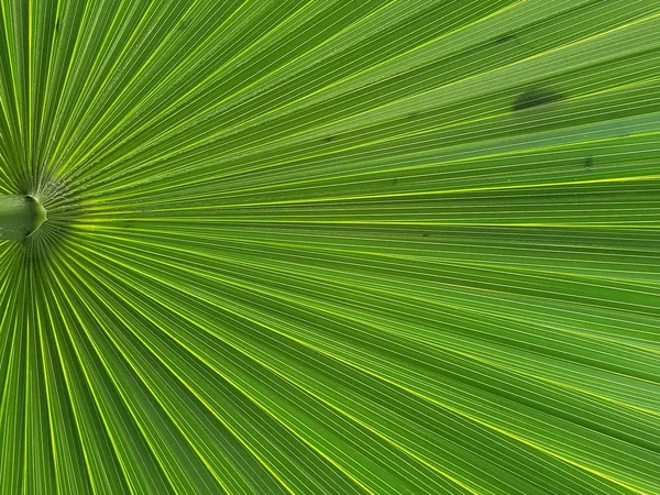 Close Van Fel Groene Tropische Palmboom Frond — Stockfoto