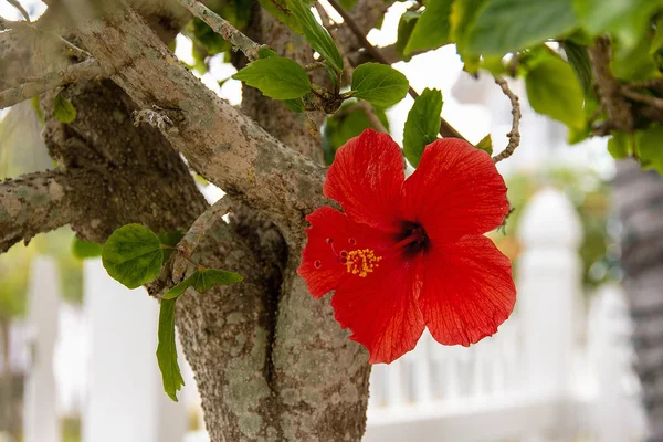 Singolo Fiore Ibisco Rosso Sull Albero — Foto Stock