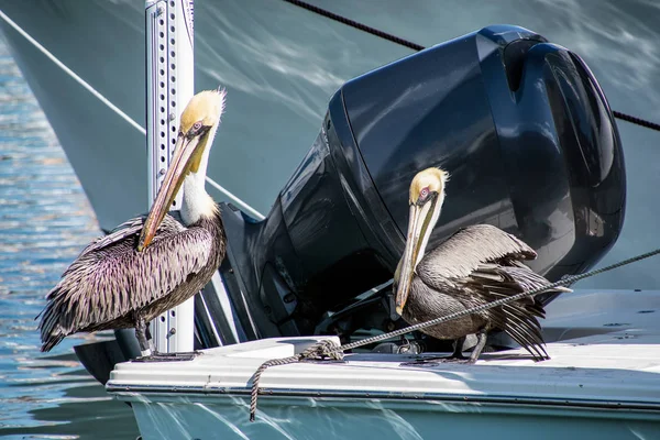 Par Pelicanos Empoleirados Barco Motor Doca Marina — Fotografia de Stock