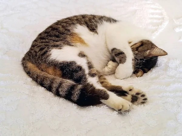 Polydactyl 고양이 어니스트 헤밍웨이 하우스에서 침대보에 — 스톡 사진