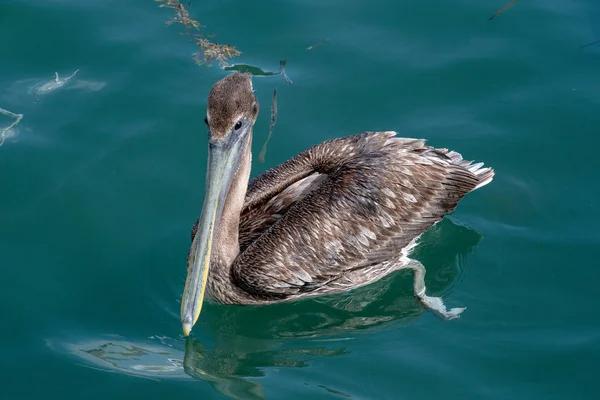 Brown Pelican Floating Green Ocean Water — Stock Photo, Image