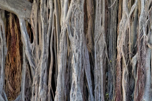 Banyan Ağaç Gövde Ayrıntılı Desen Yakın — Stok fotoğraf