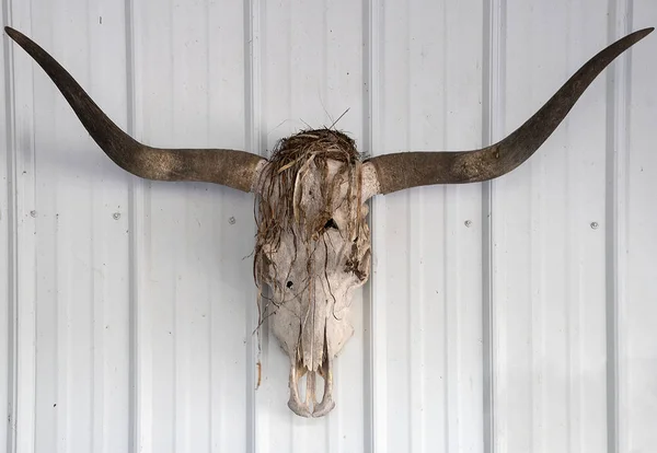 Ninho Pássaros Construir Crânio Branqueado Fora Texas Longhorn — Fotografia de Stock