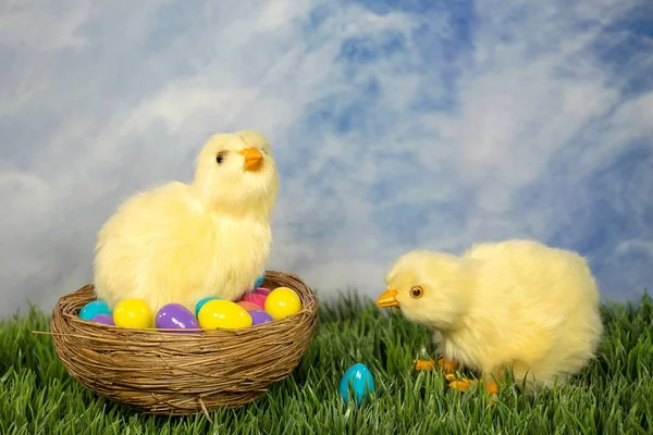 Pair Fluffy Baby Chicks Nest Green Grass Colorful Easter Eggs — Stock Photo, Image