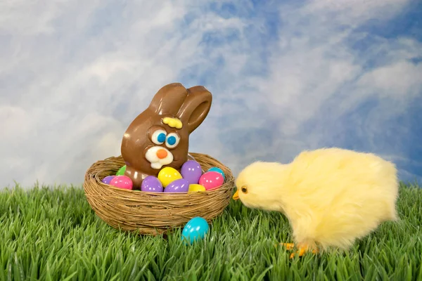 Baby Küken Und Bunte Eier Mit Schokoladen Osterhasen Nest — Stockfoto