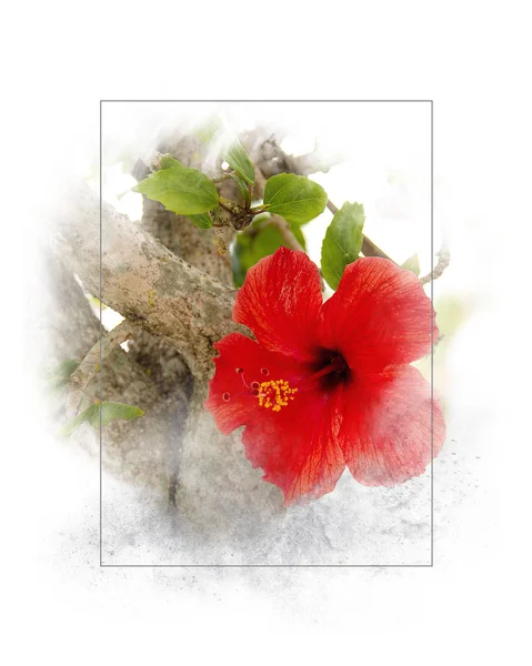 Close Van Rode Hibiscus Bloem Zacht Getextureerde Grijs Frame Wit — Stockfoto