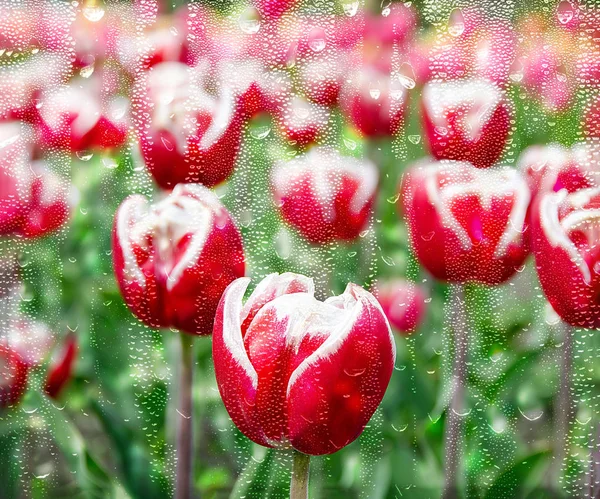 Red White Dutch Tulips Blooming Holland Michigan Field Window Raindrops — Stock Photo, Image