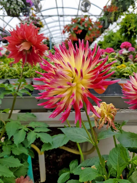 Close Bold Pink Red Yellow Spiky Dahlia Plant Greenhouse — Stock Photo, Image