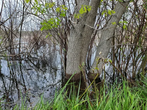 Γρασίδι Και Δέντρα Στην Ύπαιθρο Πλημμυρισμένα Υγρότοπους — Φωτογραφία Αρχείου