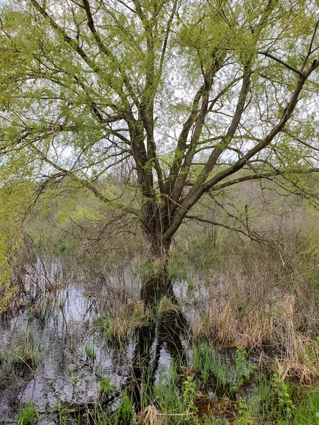 Grote Boom Reflectie Overstroomde Wetlands — Stockfoto