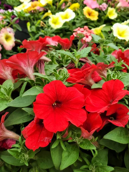 Gros Plan Pétunias Rouges Dans Jardin Fleurs — Photo