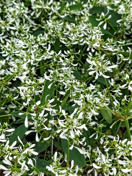 Close Diamond Frost Euphorbia Plant Garden — Stock Photo, Image