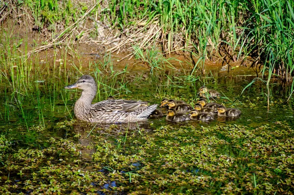 雌性野鸭与小鸭在农村池塘 — 图库照片