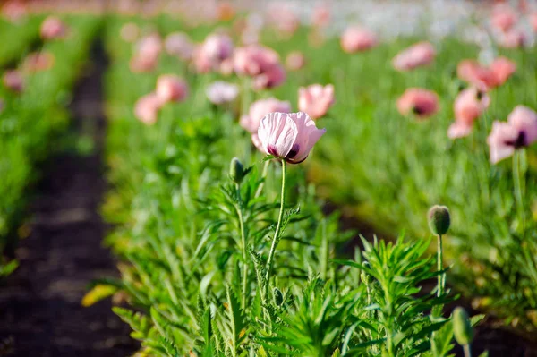 Pink Poppy Plants Michigan Flower Field — Stock Photo, Image