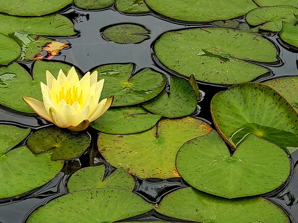 yellow water lily with lily pads floating on water