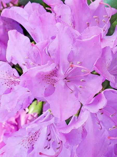 Primer Plano Extremo Flor Rododendro Rosa —  Fotos de Stock