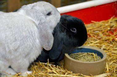 saman çanak gıda pelet ile gümüş ve siyah lop kulaklı tavşan