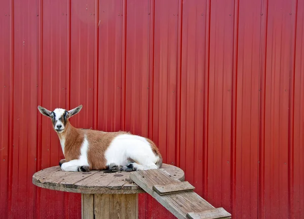 棕色和白色的手臂山羊在木制线轴表和坡道与红色谷仓背景 — 图库照片
