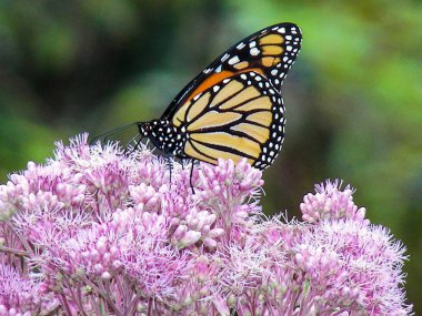 pembe milkweed çiçek üzerinde hükümdar kelebek yakın
