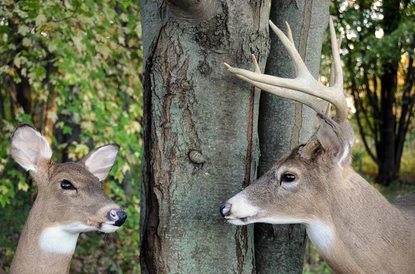 Buck Doe White Tailed Deer Tree Trunk — Stock Photo, Image