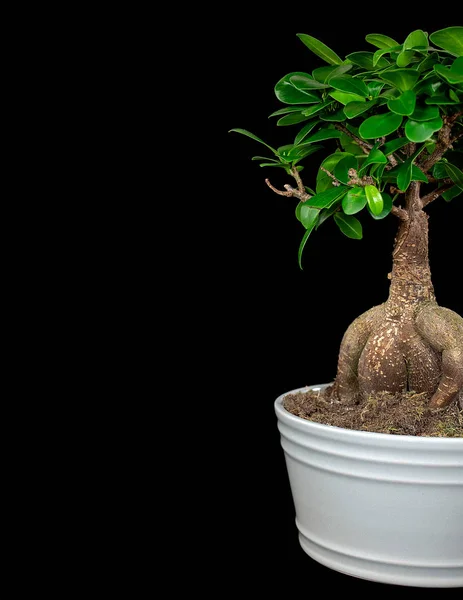 Árbol Ginseng Ficus Bonsai Creciendo Maceta Blanca Aislado Sobre Fondo —  Fotos de Stock