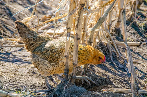 Free Range Chicken Feeding Cornfield — Stock Photo, Image