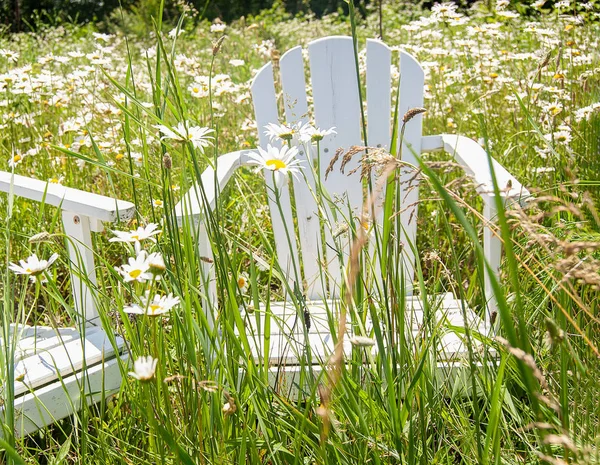 White Wooden Adirondack Chair Daisy Wildflower Field — Stock Photo, Image