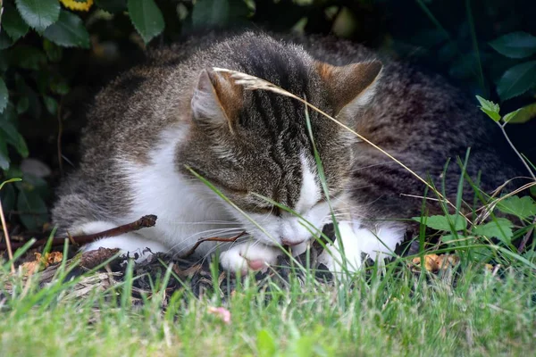 Gros Plan Chat Tabby Toilettage Dans Herbe Sous Brousse Jardin — Photo