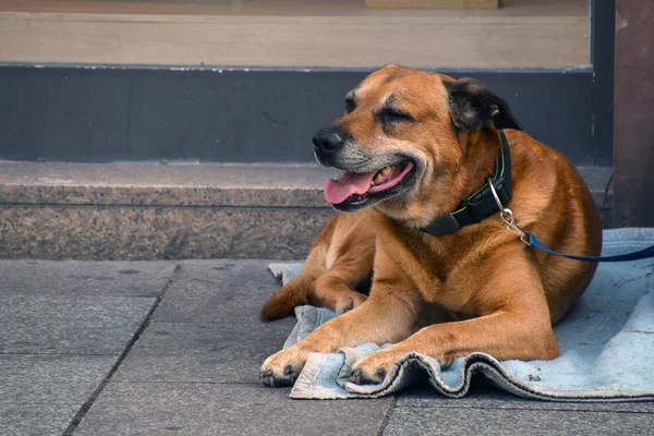 棕色猎犬躺在德国城市人行道上的蓝色毯子上 — 图库照片