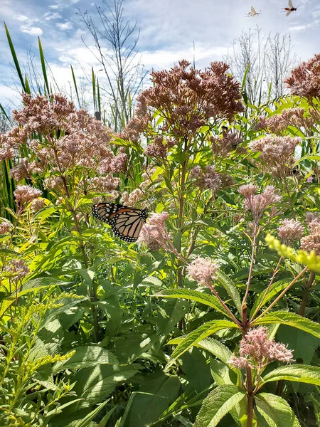 Monarcha Motyl Różowym Milkweed Mokrej Ziemi — Zdjęcie stockowe