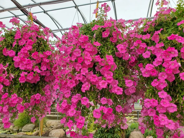 Macetas Petunia Colgantes Color Rosa Brillante Invernadero —  Fotos de Stock