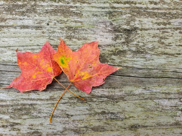 Paire Feuilles Érable Automne Sur Une Surface Bois Rustique — Photo