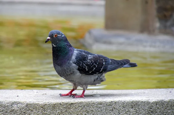 Gros Plan Pigeon Ville Caca Sur Rebord Mur Fontaine — Photo