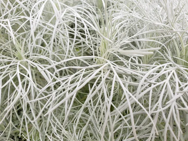Primer Plano Follaje Planta Artemisia Verde Plateado — Foto de Stock